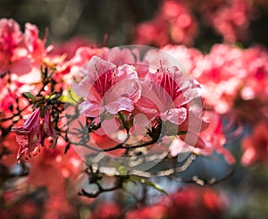 Crimson peach sakura, cherry blossom flowers of Nara.
