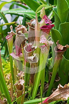 Crimson Pitcher plant, National Orchid Garden, Botanical Gardens, SIngapore