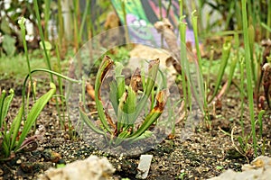 Crimson pitcherplant or  purple trumpet-leaf or white pitcherplant, a carnivorous plant in