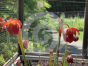 Crimson pitcherplant / Sarracenia leucophylla / Purple trumpet-leaf, SarracÃ©nie blanche, Schlauchpflanze