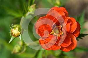 Crimson Potentilla flower