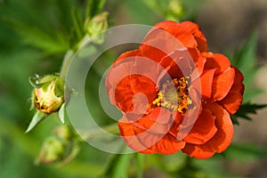 Crimson Potentilla flower photo