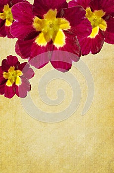 Crimson Primula Background