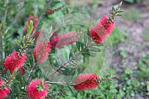 Crimson Red Bottlebrush Bush