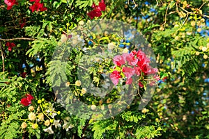 Crimson Red Bougainvillea and Acacia Mearnsii, nature background photo