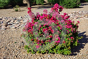 Crimson Red Bougainvillea Shrub, Phoenix, AZ