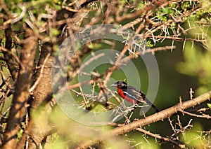 Crimson Red breasted Shrike