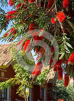 Crimson red Callistemon Citrinus flowering shrub, an Australian native plant commonly known as bottlebrush