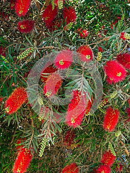 Crimson red Callistemon Citrinus flowering shrub, an Australian native plant commonly known as bottlebrush