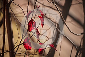 Crimson red leaves hang from the branch of an autumn tree during late afternoon