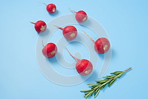 Crimson red radish and rosemary vegetable isolated on blue background. Spermatozoon swimming toward the egg. New life conception.