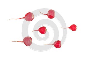 Crimson red radish and rosemary vegetable isolated on white background. New life conception. Healthy food conception