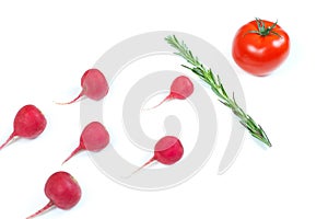 Crimson red radish and rosemary vegetable isolated on white background. Spermatozoon swimming toward the egg. New life conception