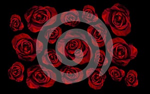 Crimson red roses on totally black background