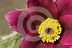 Crimson red soft and hairy pulsatilla pasque flower velvety sepals close up