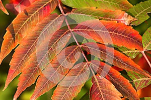 Crimson Red Sumac in Autumn