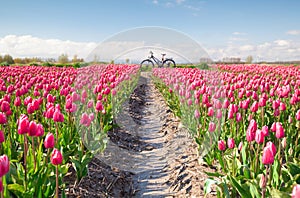 Crimson red tulip flowers field and bicycle