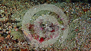 A crimson reef stonefish hiding on the floor