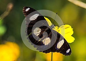 Crimson Ros, Pachliopta Hector butterfly