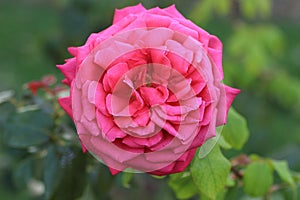 Crimson rose in a garden
