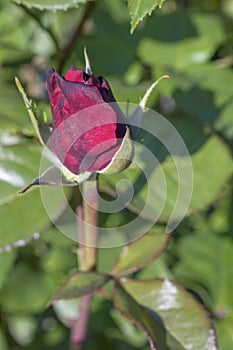 Crimson rosebud on green