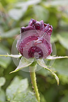Crimson rosebud with water droplets