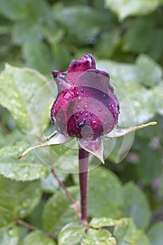 Crimson rosebud with water droplets