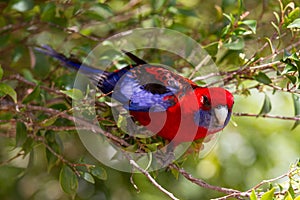 Crimson Rosella