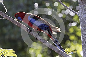 Crimson Rosella