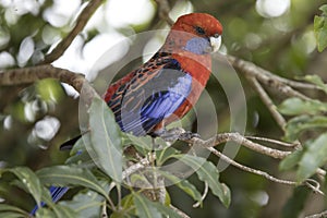 Crimson Rosella