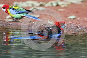 Crimson Rosella