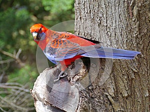 Crimson Rosella