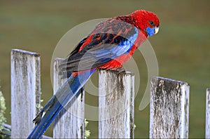 Crimson rosella