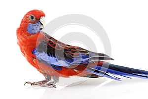 Crimson Rosella photo