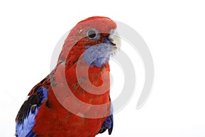 Crimson Rosella