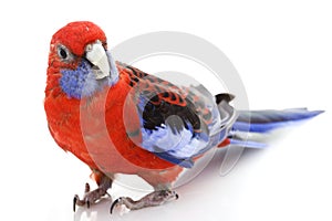 Crimson Rosella