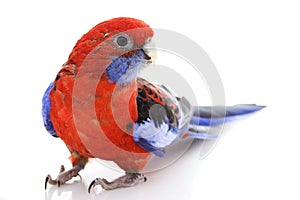 Crimson Rosella