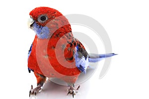 Crimson Rosella