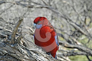 Crimson Rosella, a Beautiful Parrot native to forests in Eastern and Southern Australia