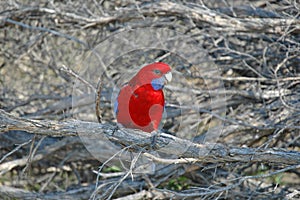 Crimson Rosella, a Beautiful Parrot native to forests in Eastern and Southern Australia