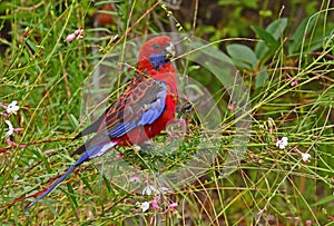 Crimson Rosella feeding on gaura flowers