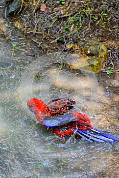 Crimson rosella is having a bath