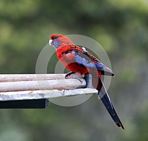 Crimson Rosella parrot