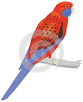 crimson rosella parrot bird vector illustration transparent background