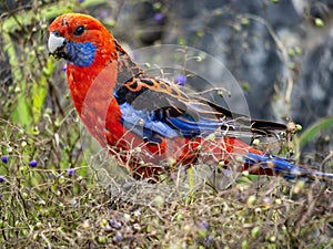 Crimson Rosella Parrot feeding on purple berries