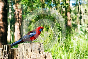 Crimson Rosella parrot sitting on tree stump.