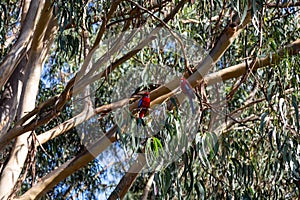 Crimson Rosella parrots on a tree bench, Kennett River, Victoria, Australia