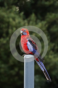 Crimson Rosella (Platycercus elegans)