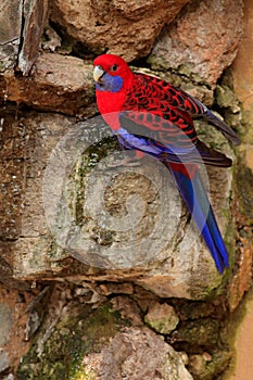 Crimson rosella, Platycercus elegans, colourful parrot sitting on the rock. Animal in the nature habitat, Australia. Parrot sittin