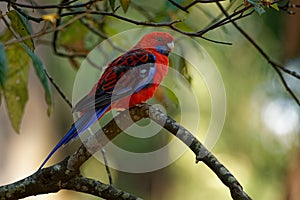 Crimson Rosella - Platycercus elegans a parrot native to eastern and south eastern Australia, introduced to New Zealand and